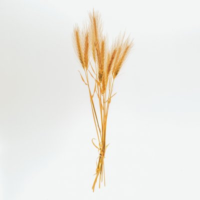 الشعير رقم 01، 2020 (الصورة) بواسطة ستيف غالاغر