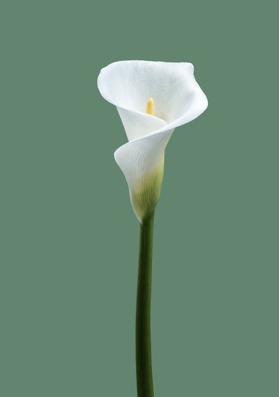 كالا ليلي رقم 02، 2021 (صورة) بواسطة ستيف غالاغر