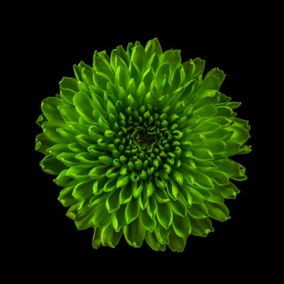 زهرة الأقحوان رقم 01، 2020 (صورة) بواسطة ستيف غالاغر