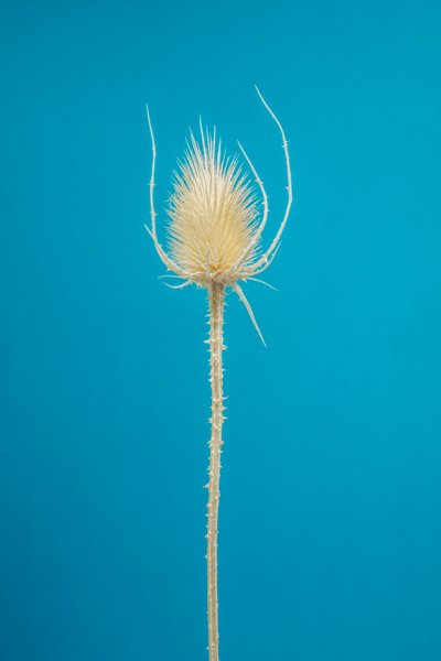 تيزيل مجفف رقم 01، 2021 (صورة) بواسطة ستيف غالاغر