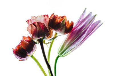 مجموعة من أربع زهور، 2021 (صورة) بواسطة ستيف غالاغر