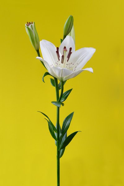 ليلي على الأصفر رقم 01، 2020 (صورة) بواسطة ستيف غالاغر