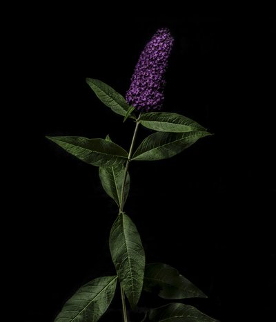 بودليجا الأرجواني، 2020 (صورة) بواسطة ستيف غالاغر