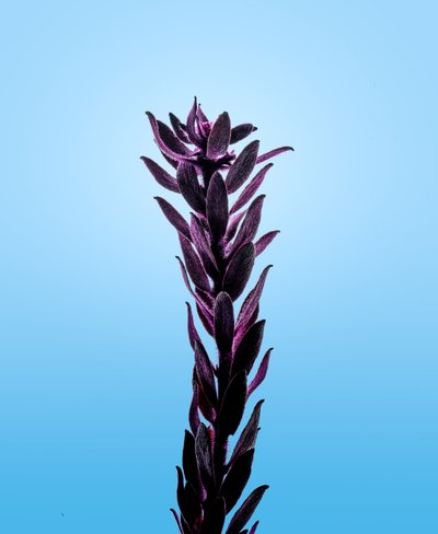 إلوديا الأرجواني، 2021 (صورة) بواسطة ستيف غالاغر