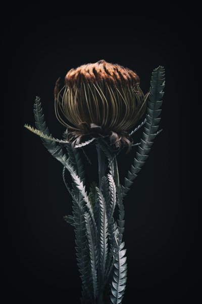 بروتيا واحدة، 2021 (صورة) بواسطة ستيف غالاغر