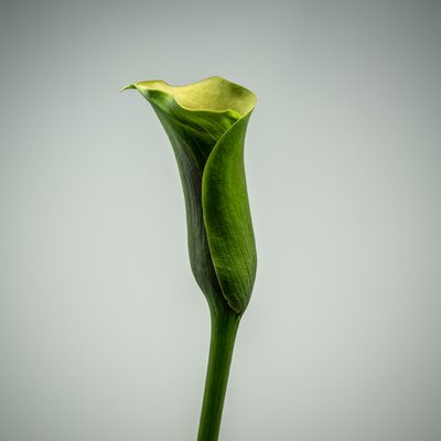 زنبق الكالا الأخضر، 2020 (صورة) بواسطة ستيف غالاغر