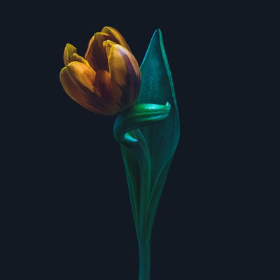 الزنبق المفرد، 2022 (صورة) بواسطة ستيف غالاغر