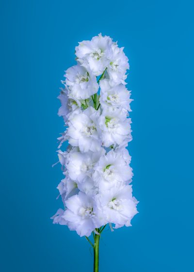 دلفينيوم أبيض، 2020 (صورة) بواسطة ستيف غالاغر