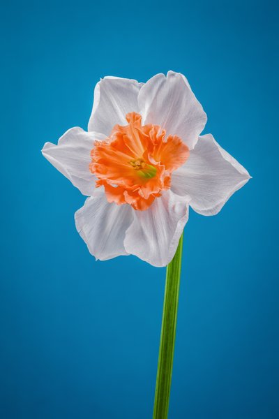 نرجس أبيض وبرتقالي، 2021 (صورة) بواسطة ستيف غالاغر