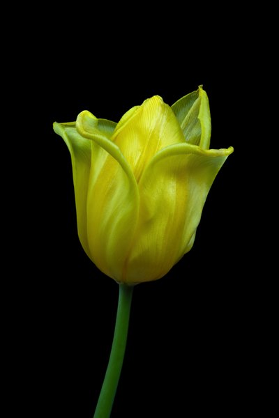 الزنبق الأصفر رقم 02، 2021 (صورة) بواسطة ستيف غالاغر