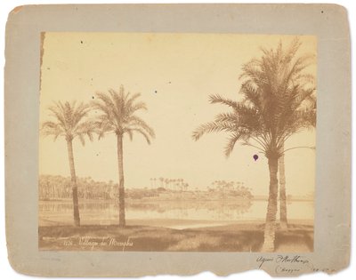 قرية ممفيس، مصر، حوالي 1898-1920 (صورة فوتوغرافية بالأبيض والأسود) بواسطة استوديوهات تيفاني