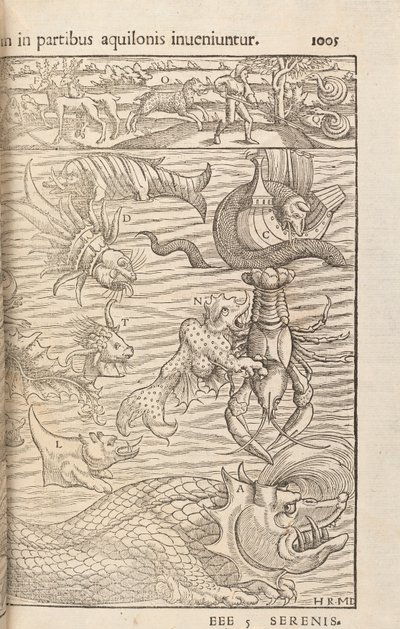الصفحة 1005 من Cosmographiae Universalis بقلم سيباستيان مونستر ، بازل ، 1572 بواسطة المدرسة السويسرية