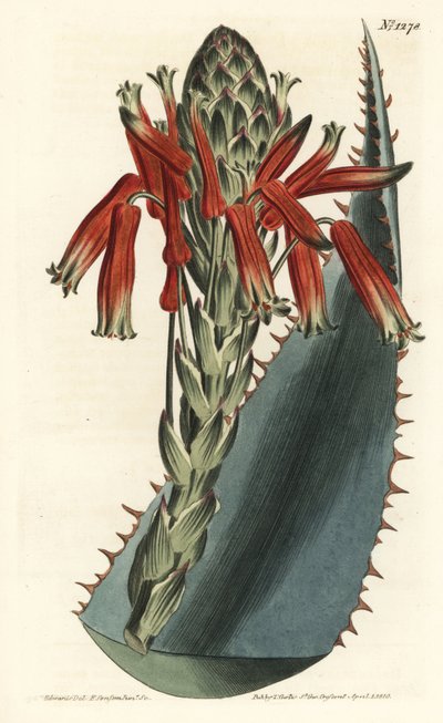 Aloe variete - Blue aloe, Aloe glauca (Red-spined glaucous aloe, Aloe rhodacantha) - Handcoloured copperplate engraving by F. Sansom Jr. after an illustration by Sydenham Edwards from William Curtis