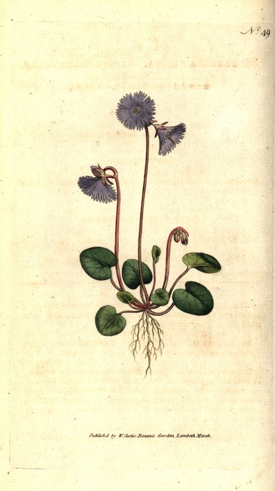Alpine soldanella - Alpine soldanella, Soldanella alpina. Handcolured copperplate engraving after a botanical illustration by James Sowerby from William Curtis