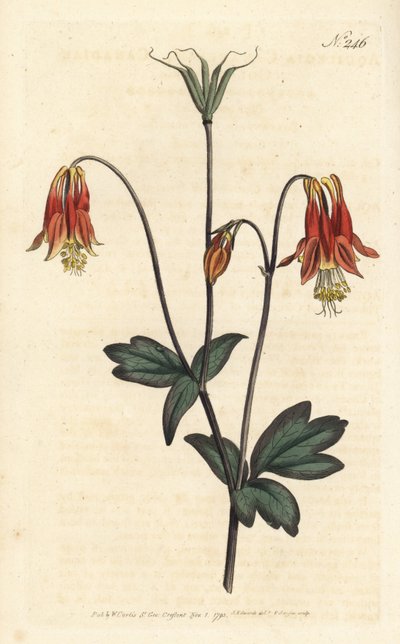 Ancolia du Canada - كولومبين الكندية. Aquilegia canadensis. نقش على لوح نحاسي ملون يدويًا بواسطة Sansom بعد رسم توضيحي بواسطة Sydenham Edwards rom مجلة William Curtis النباتية ، لندن بواسطة سيدنهام تيست إدواردز