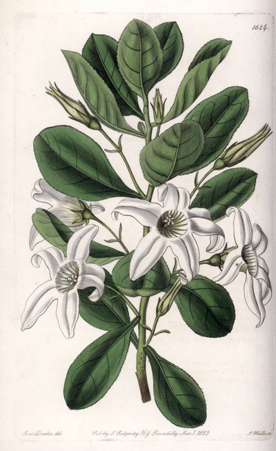 Anthocercis variete, native to Australia - Plate engraved by S.Watts, from an illustration by Sarah Anne Drake (1803-1857), from the Botanical Register of Sydenham Edwards (1768-1819), England بواسطة سيدنهام تيست إدواردز