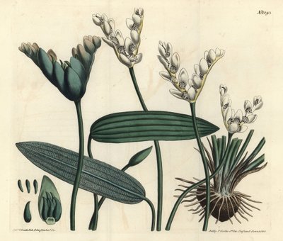 Aponogeton fragrant - Cap-pondweed, Aponogeton distachyos (Forked-flowered aponogeton, Aponogeton distachyon). Handcoloured copperplate engraving by F. Sansom Jr. after an illustration by Sydenham Edwards from William Curtis
