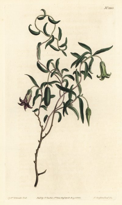 Apple berry or changeable flowered billardiera, Billardiera mutabilis - Handcoloured copperplate engraving by F. Sansom Jr. after an illustration by Sydenham Edwards from William Curtis