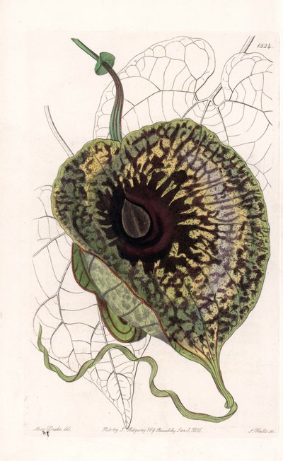 Aristoloche Variete - لوحة محفورة بواسطة S. Watts ، من رسم توضيحي لسارة آن دريك (1803-1857) ، من السجل النباتي لسيدنهام إدواردز (1768-1819) ، إنجلترا بواسطة سيدنهام تيست إدواردز