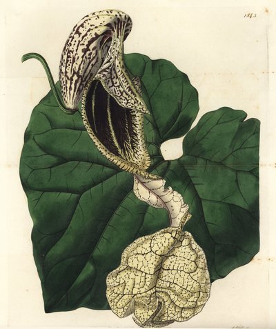Aristoloche variete - Boat-flowered birthwort, Aristolochia cymbifera. Handcoloured copperplate engraving by S. Watts after an illustration by Miss Sarah Drake from Sydenham Edwards