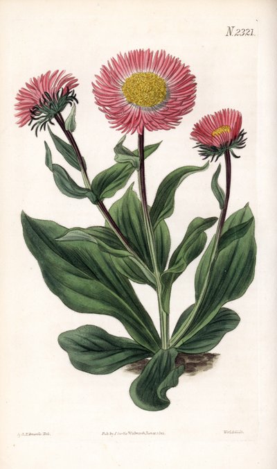 Aster Variete - Fine rayed starwort, Aster alwartensis, native to the Caucasus. Handcoloured copperplate engraving by Weddell after an illustration by Sydenham Edwards from Samuel Curtis