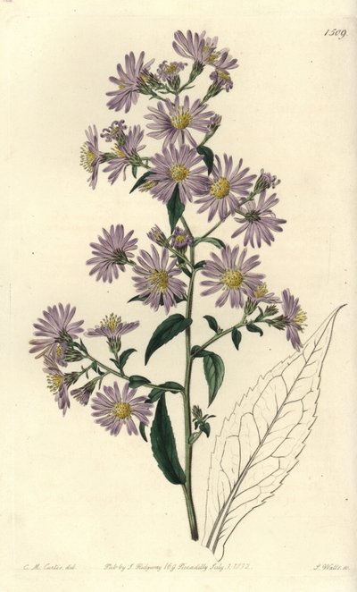 Aster variete - Panicled aster, Symphyotrichum lanceolatum (Pallid aster, Aster pallens). Handcoloured copperplate engraving by S. Watts after an illustration by Charles M Curtis from Sydenham Edwards