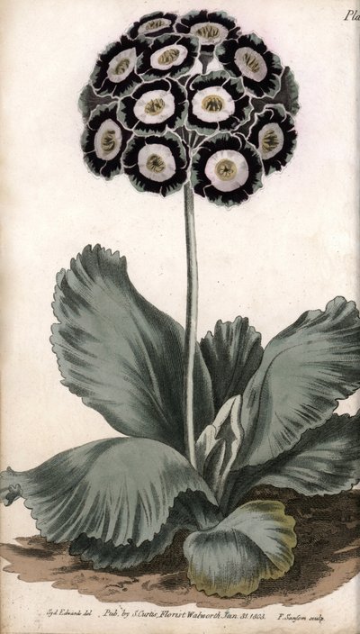 أذن أو أذن الدب. نقش نحاسي ملون ، رسم توضيحي لسيدنهام إدواردز (1768-1819) لمؤتمرات نباتية ، حديقة لامبث النباتية (إنجلترا) بواسطة سيدنهام تيست إدواردز