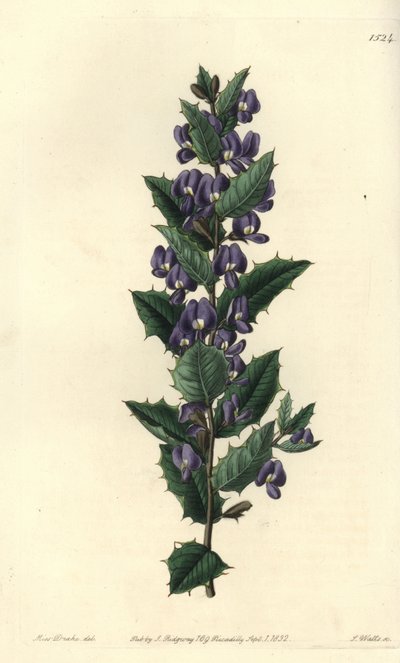 Australian hovea shrub variete - Hovea chorizemifolia (Chorozemma-leaved hovea, Hovea chorozemaefolia). Handcoloured copperplate engraving by S. Watts after an illustration by Miss Sarah Drake from Sydenham Edwards
