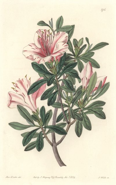 Azalee of Florists - S. Watts Strong Water من رسم توضيحي لسارة آن دريك (1803-1857) ، من السجل النباتي بواسطة سيدنهام تيست إدواردز