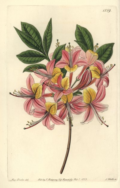 Azalee pontic yellow - أزاليا صفراء ، Rhododendron luteum (أزاليا بونتيك قابلة للتغيير ، أزاليا بونتيكا مبرقشة). نقش على لوح نحاسي ملون يدويًا بواسطة S. Watts بعد رسم توضيحي من Miss Sarah Drake من سجل نباتات سيدنهام إدواردز ، Ridgeway ، L بواسطة سيدنهام تيست إدواردز