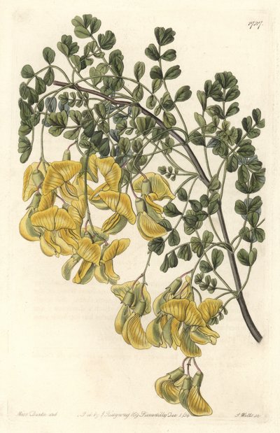 Baguenaudier du Nepal - Water forte by S. Watts from an illustration by Sarah Anne Drake (1803-1857), from the Botanical Register بواسطة سيدنهام تيست إدواردز