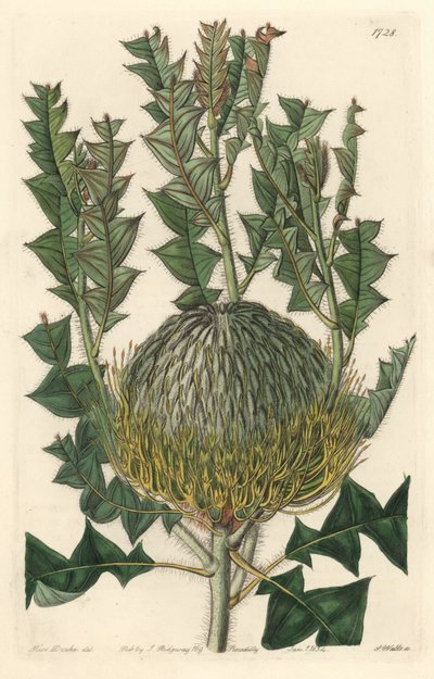 Banksia speciosa ، في الأصل من أستراليا - مياه قوية S. Watts من رسم توضيحي لسارة آن دريك (1803-1857) ، من السجل النباتي بواسطة سيدنهام تيست إدواردز
