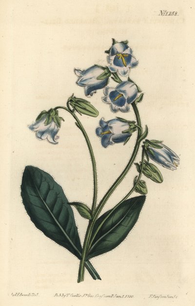 Barbue - الجرس الملتحي ، Campanula barbata - نقش على لوح نحاسي ملون يدويًا بواسطة F. Sansom Jr. بعد رسم من قبل سيدنهام إدواردز من مجلة William Curtis النباتية ، T. Curtis ، لندن بواسطة سيدنهام تيست إدواردز