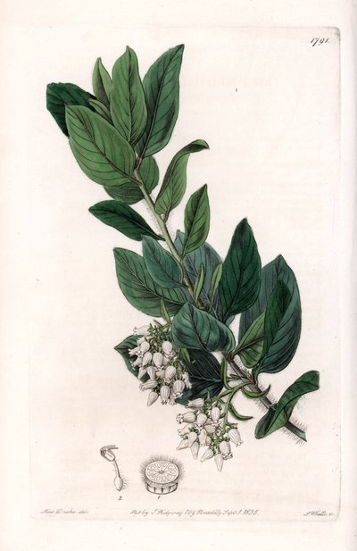 Bear Grape ، في الأصل من كاليفورنيا - نقش بواسطة S.Watts ، من رسم توضيحي لسارة آن دريك (1803-1857) ، من السجل النباتي لسيدنهام إدواردز (1768-1819) ، إنجلترا بواسطة سيدنهام تيست إدواردز
