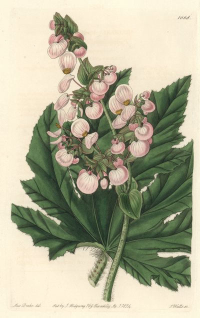 Begonia has pale pink flowers, native to Mexico - Strong water by S. Watts from an illustration by Sarah Anne Drake (1803-1857), from the Botanical Register بواسطة سيدنهام تيست إدواردز