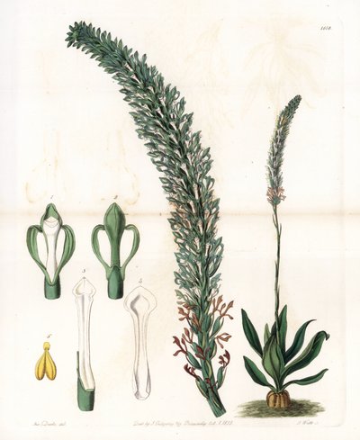Belle sauroglossum - لوحة محفورة بواسطة S. Watts ، من رسم توضيحي لسارة آن دريك (1803-1857) ، من السجل النباتي لسيدنهام إدواردز (1768-1819) ، إنجلترا بواسطة سيدنهام تيست إدواردز