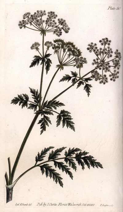 Big hemlock. Coloured copper engraving, illustration by Sydenham Edwards (1768-1819) for Conferences of Botanical, Botanical Garden of Lambeth (England) بواسطة سيدنهام تيست إدواردز