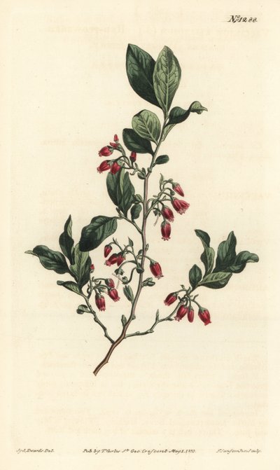 Black huckleberry, Gaylussacia baccata (Red-flowered clammy whortle-berry, Vaccinium resinosum) - Handcoloured copperplate engraving by F. Sansom Jr. after an illustration by Sydenham Edwards from William Curtis