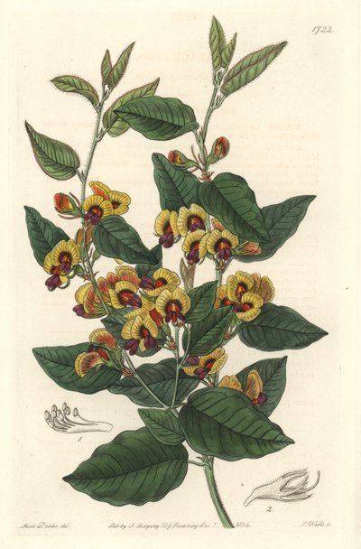 زهور Bossiaea ، من أصل أسترالي - ماء قوي S. Watts من رسم توضيحي لسارة آن دريك (1803-1857) ، من السجل النباتي بواسطة سيدنهام تيست إدواردز