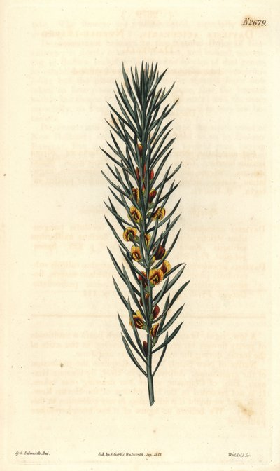 Branch with needles, of a shrub Daviesia Aicularis, native to Australia. Illustration by Sydenham Edwards, engraving by Weddell. Eau forte in The Curtis Botanical Magazine, by Samuel Curtis بواسطة سيدنهام تيست إدواردز