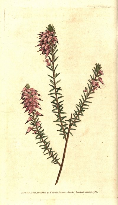 Bruyere carnee, Bruyere colour of flesh, Bruyere of the snow or Bruyere of the Alps - Herbaceous heath, Erica herbacea. Handcolured copperplate engraving after a botanical illustration by Sydenham Edwards from William Curtis