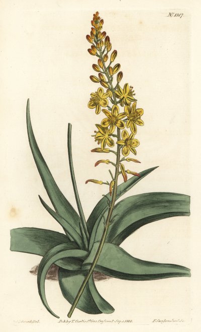 أصلي بصلي - ألويدات بلبين (anthericum أوراق الصبار ، Anthericum alooides). نقش على لوح نحاسي ملون يدويًا بواسطة F. Sansom Jr. بعد رسم توضيحي لسيدنهام إدواردز من مجلة William Curtis النباتية ، T. Curtis ، لندن بواسطة سيدنهام تيست إدواردز