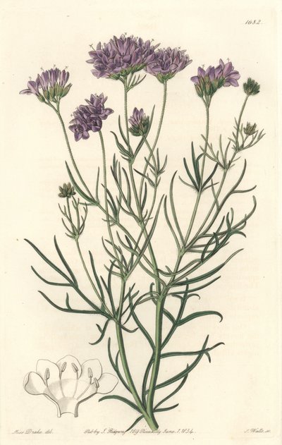 California Gilia - S. Watts Strong Water from an illustration by Sarah Anne Drake (1803-1857), from the Botanical Register بواسطة سيدنهام تيست إدواردز