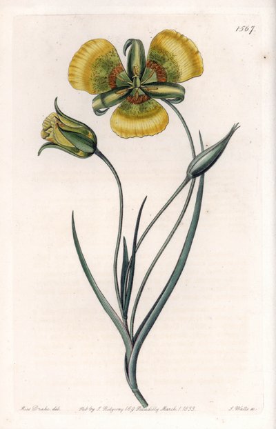 يحتوي Calochortus على أزهار صفراء كبيرة - لوحة محفورة بواسطة S.Watts ، من رسم توضيحي لسارة آن دريك (1803-1857) ، من السجل النباتي لسيدنهام إدواردز (1768-1819) ، إنجلترا بواسطة سيدنهام تيست إدواردز