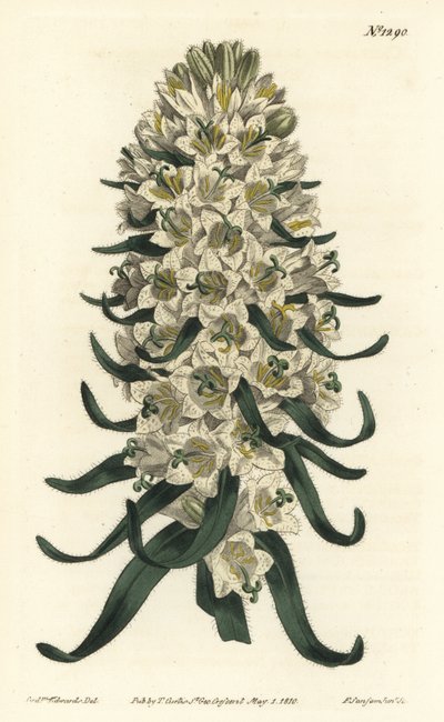 Campanula has beautiful flowers - Pyrenean bellflower, Campanula speciosa (Long-spiked bellflower, Campanula thyrsoidea). Handcoloured copperplate engraving by F. Sansom Jr. after an illustration by Sydenham Edwards from William Curtis