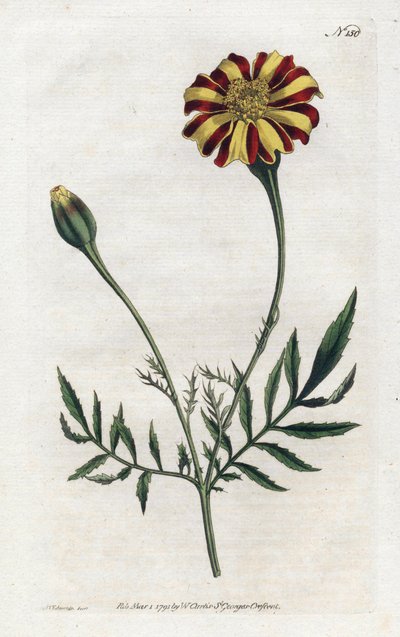 Carnation of India or tagete etalee - Lithography by Sydenham Edwards (1768-1819), plate from the Botanical Magazine by William Curtis (1746-1799) بواسطة سيدنهام تيست إدواردز
