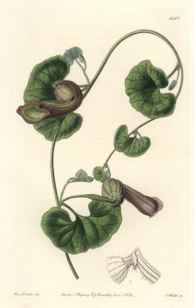 Aristoloche التشيلي أو Fox Ears - S. Watts Strong Water من رسم توضيحي لسارة آن دريك (1803-1857) ، من السجل النباتي بواسطة سيدنهام تيست إدواردز
