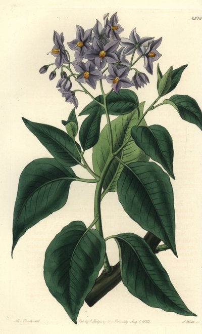 شجرة البطاطس التشيلية أو solanum مجعد الأوراق. نقش على لوح نحاسي ملون يدويًا بواسطة S. Watts بعد رسم توضيحي من الآنسة سارة دريك من سجل نباتات سيدنهام إدواردز ، ريدجواي ، لندن بواسطة سيدنهام تيست إدواردز