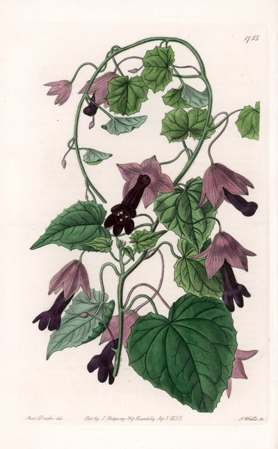 Chinese Hat - Plate engraved by S.Watts, from an illustration by Sarah Anne Drake (1803-1857), from the Botanical Register of Sydenham Edwards (1768-1819), England بواسطة سيدنهام تيست إدواردز