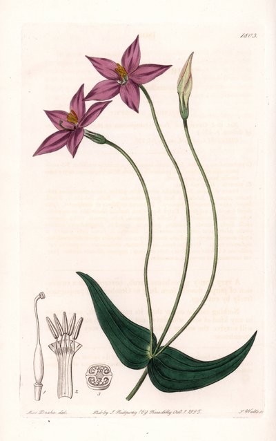 Chironia Variete - لوحة محفورة بواسطة S. Watts ، من رسم توضيحي لسارة Anne Drake (1803-1857) ، من السجل النباتي لسيدنهام إدواردز (1768-1819) ، إنجلترا بواسطة سيدنهام تيست إدواردز